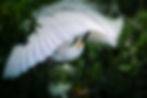 White bird preening with spread wings in green foliage