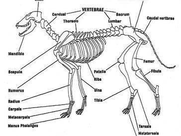 Why Post-Surgery Mobility Support and Daily Joint Care Are Becoming Essential in Modern Pet Wellness