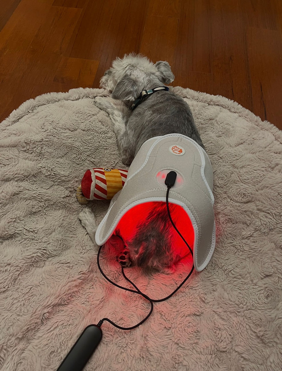 dog lying on mat with red light infrared therapy belt on back for pain relief