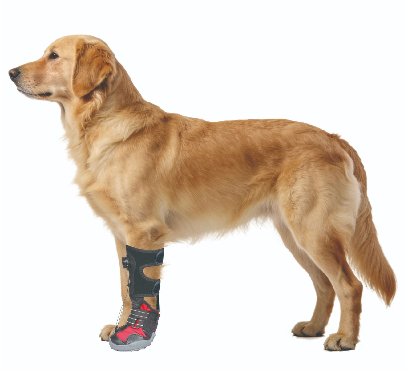 Adjustable Dog Leg Brace For Joint And Mobility Support