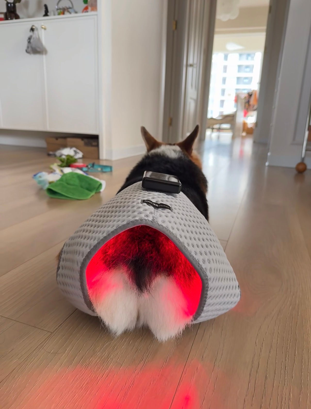Portable Pet Infrared Therapy Device For Home Care