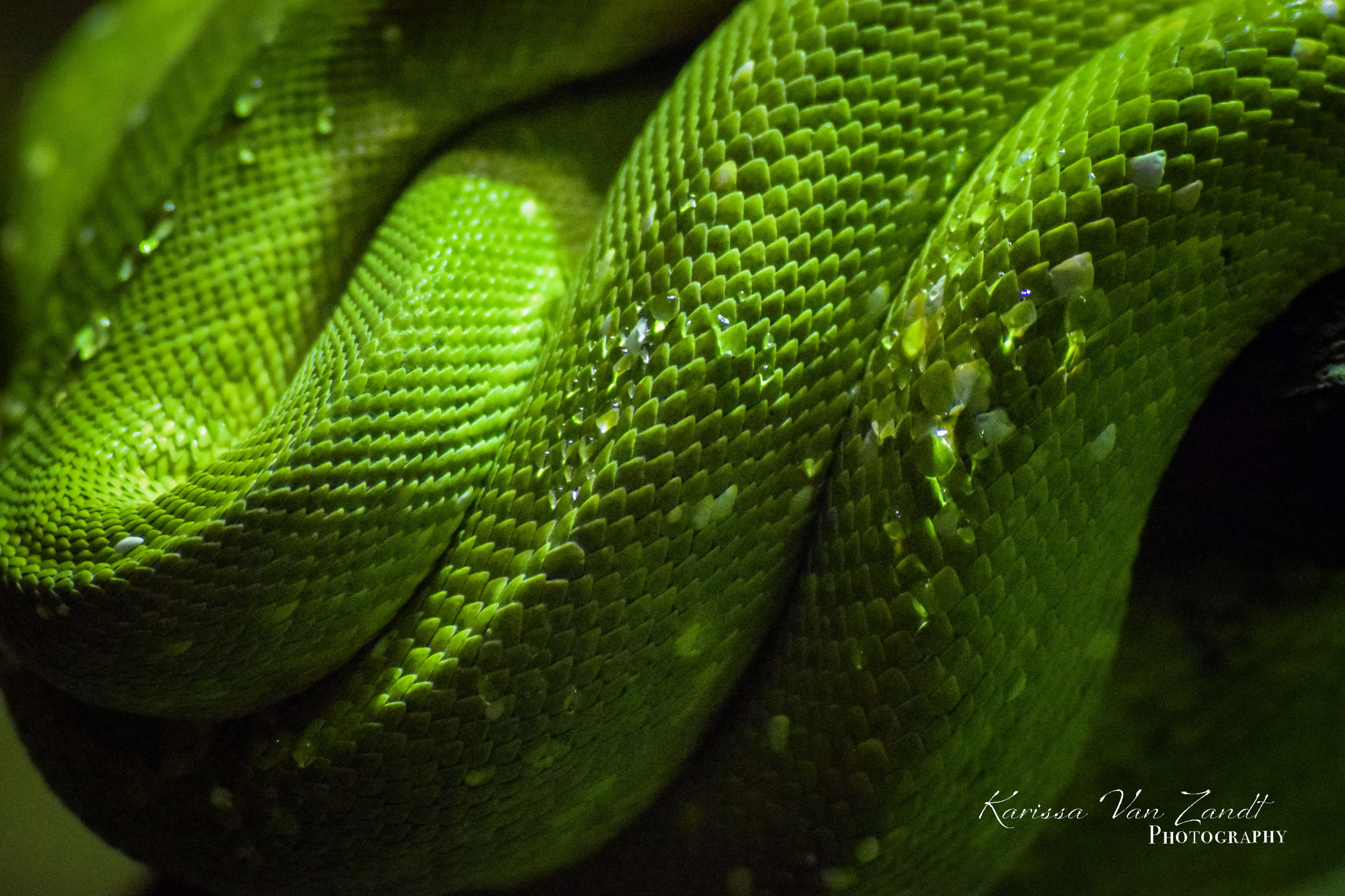 Green Tree Python (loop)