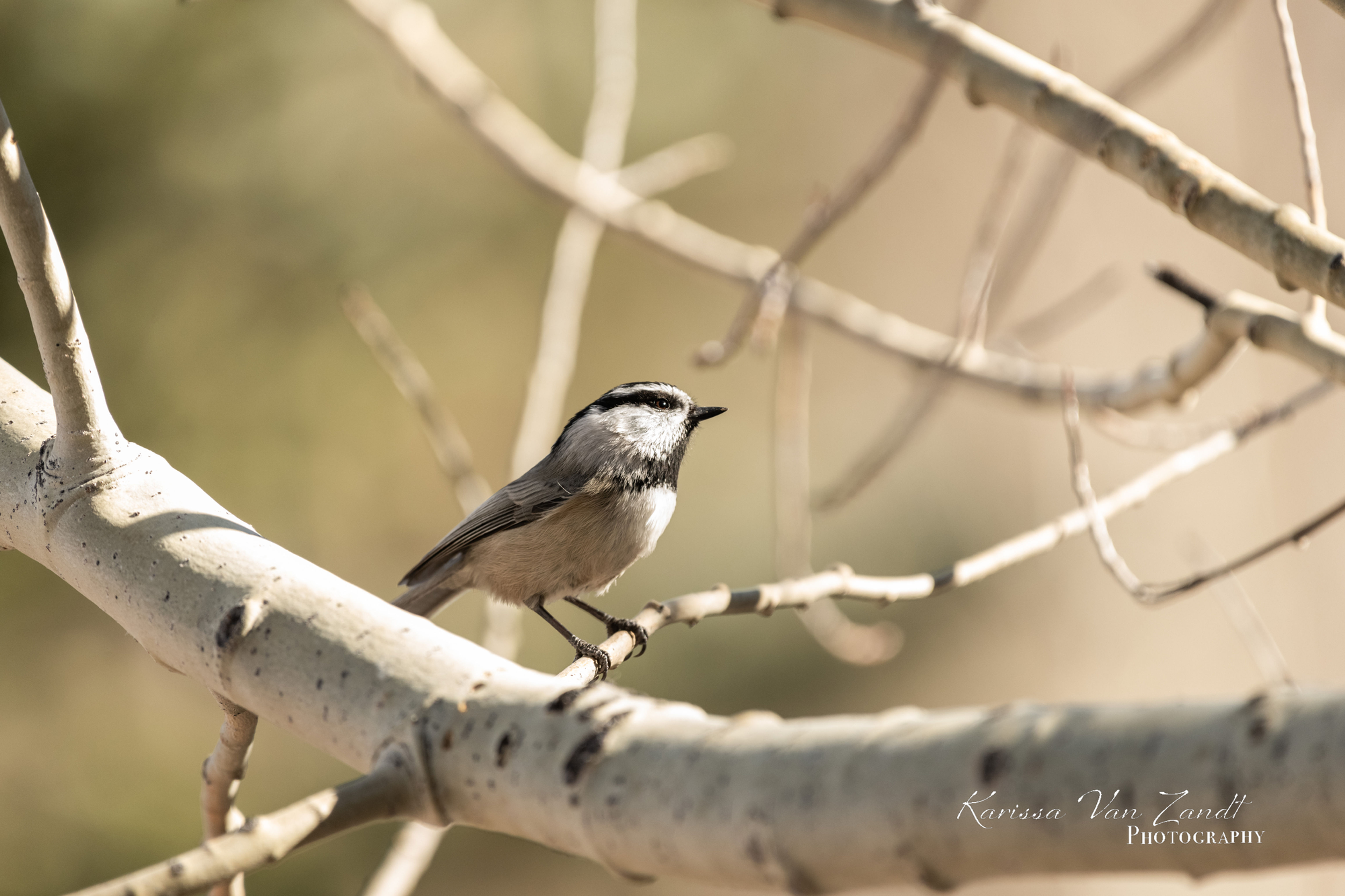 Mountain Chickadee (perch)