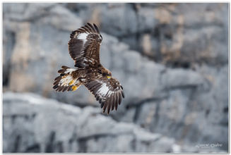 Aigle en Chartreuse