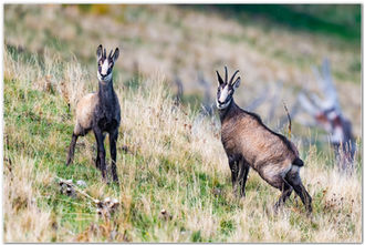 Chamois Chartreuse