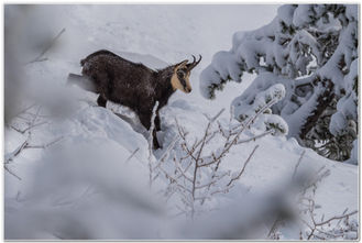 Chamois Chartreuse