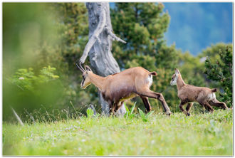 Chamois Chartreuse