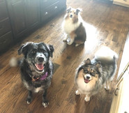 3dogs.jpeg