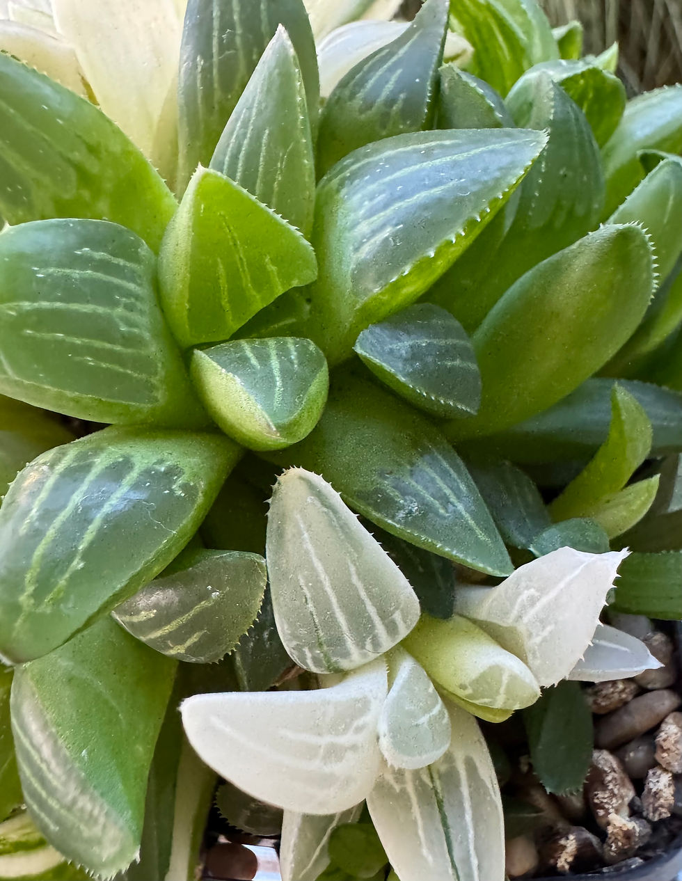 Thumbnail: Haworthia Heidelbergensis f. Variegata