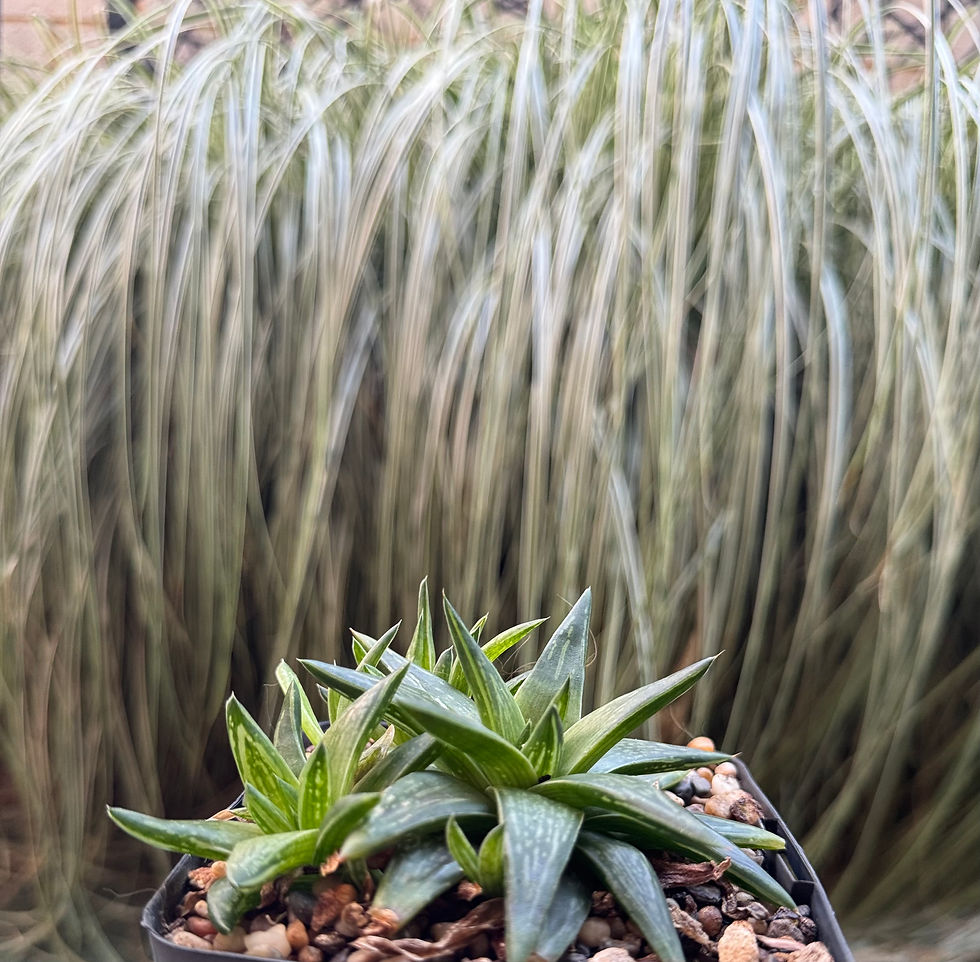 Thumbnail: Haworthia Zantheriana var. Zantheriana