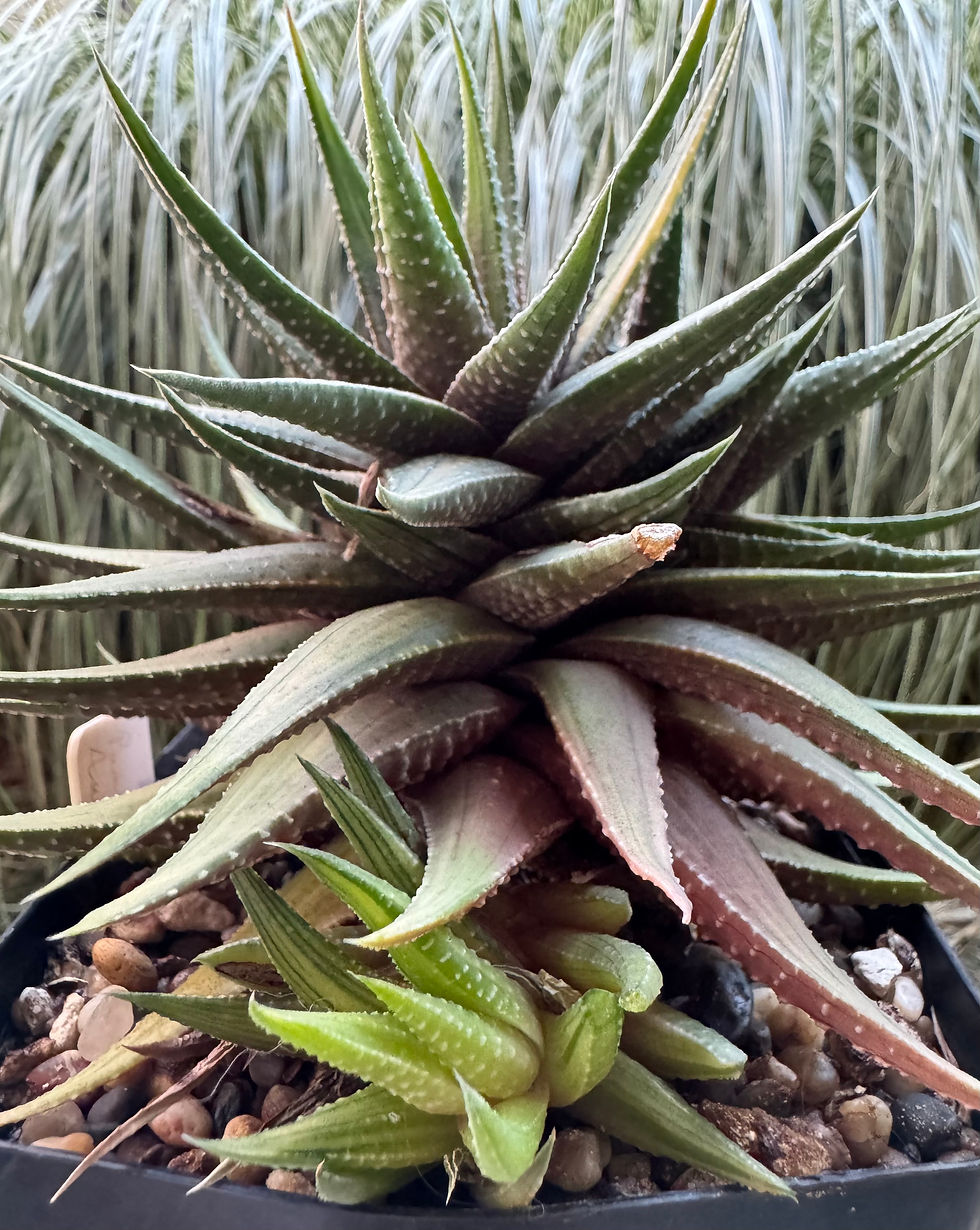 Thumbnail: Haworthia Pumila Aurea