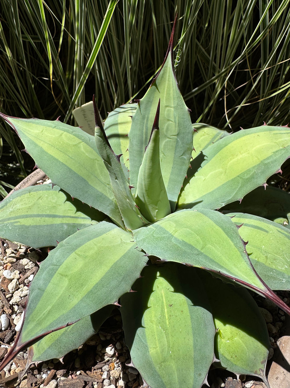 Thumbnail: Agave Parryi ssp Huachucensis 'Excelsior'