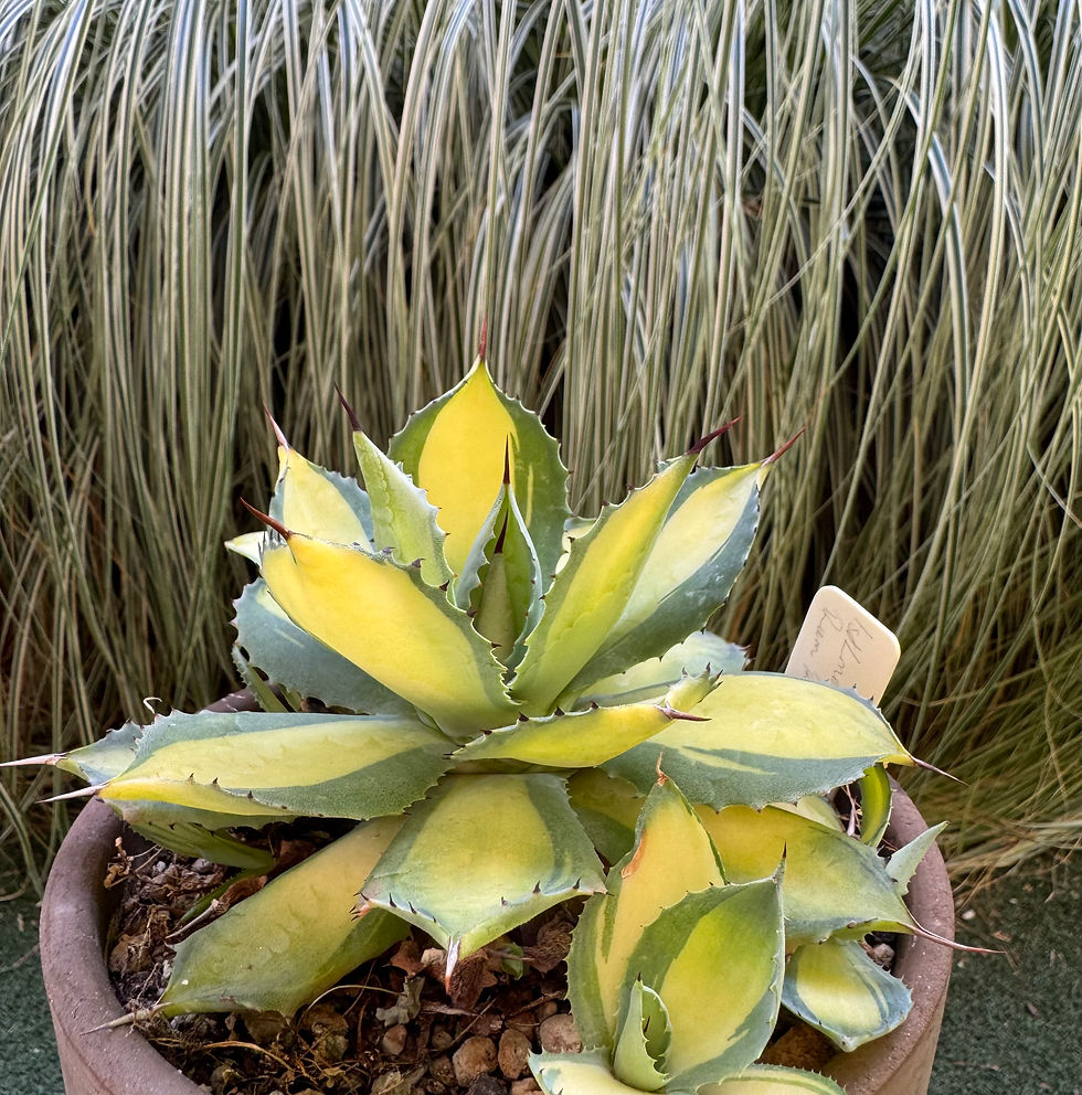 Thumbnail: Agave Isthmensis 'Rum Runner'