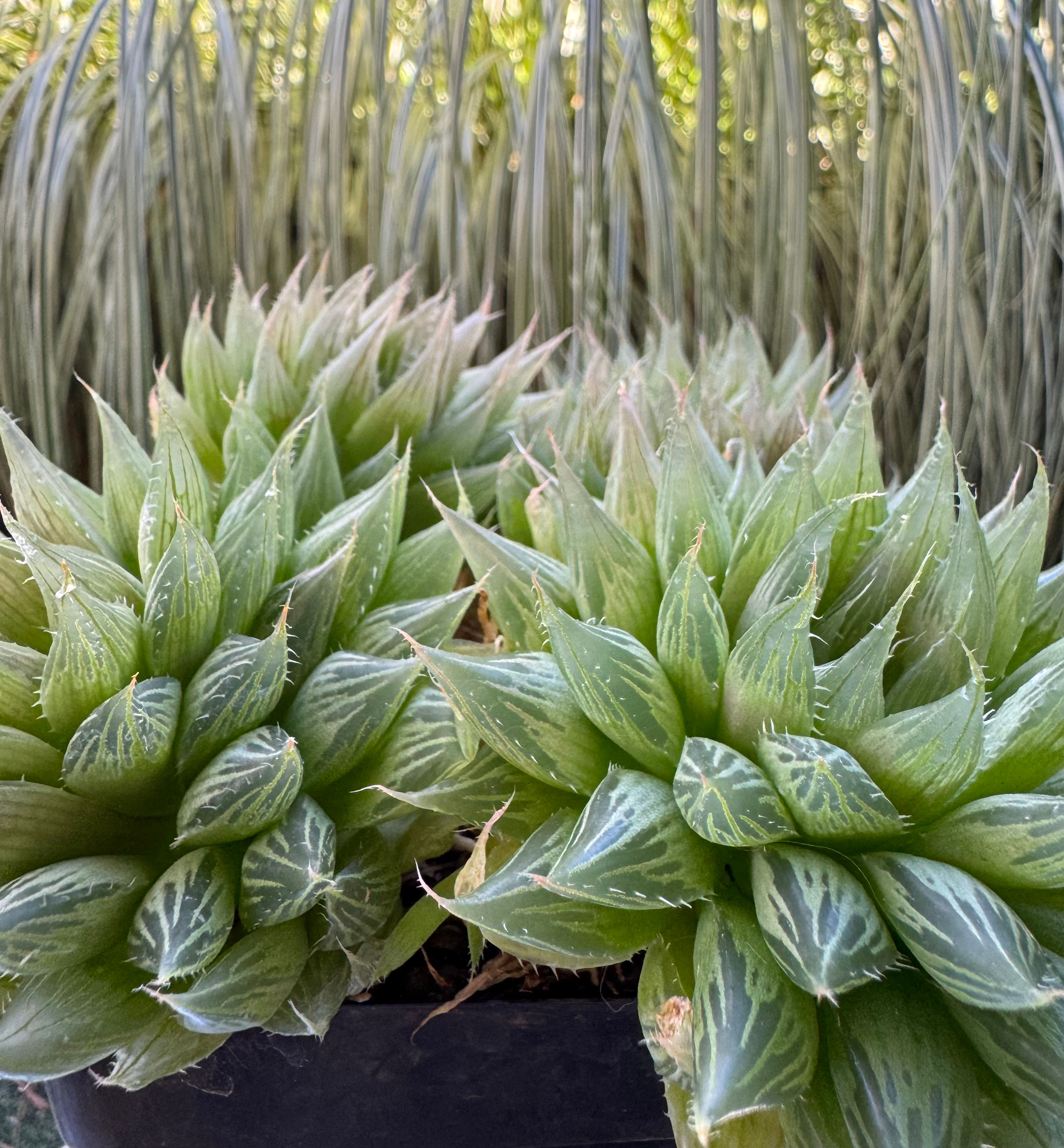 Haworthia Vittata