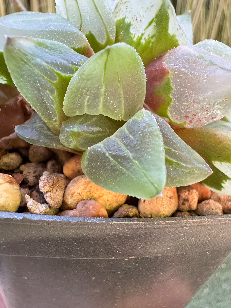 Thumbnail: Haworthia pygmaea 'Ice City'