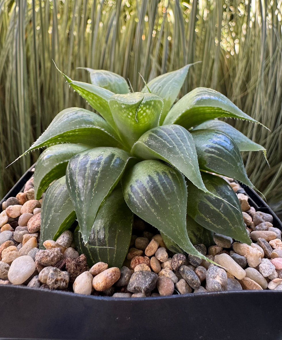 Thumbnail: Haworthia Magnifica