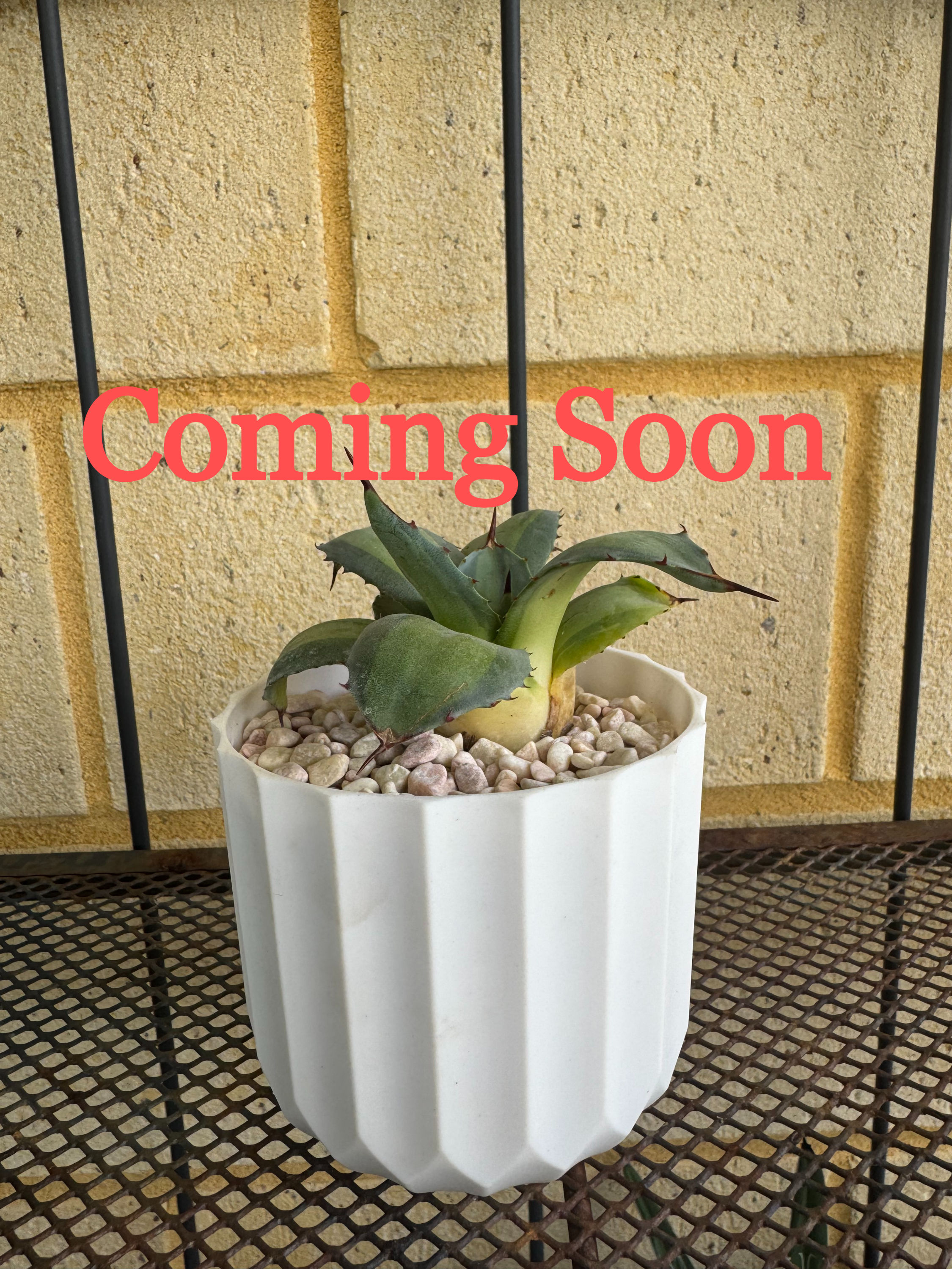 Agave Parryi ssp Huachucensis 'Excelsior'