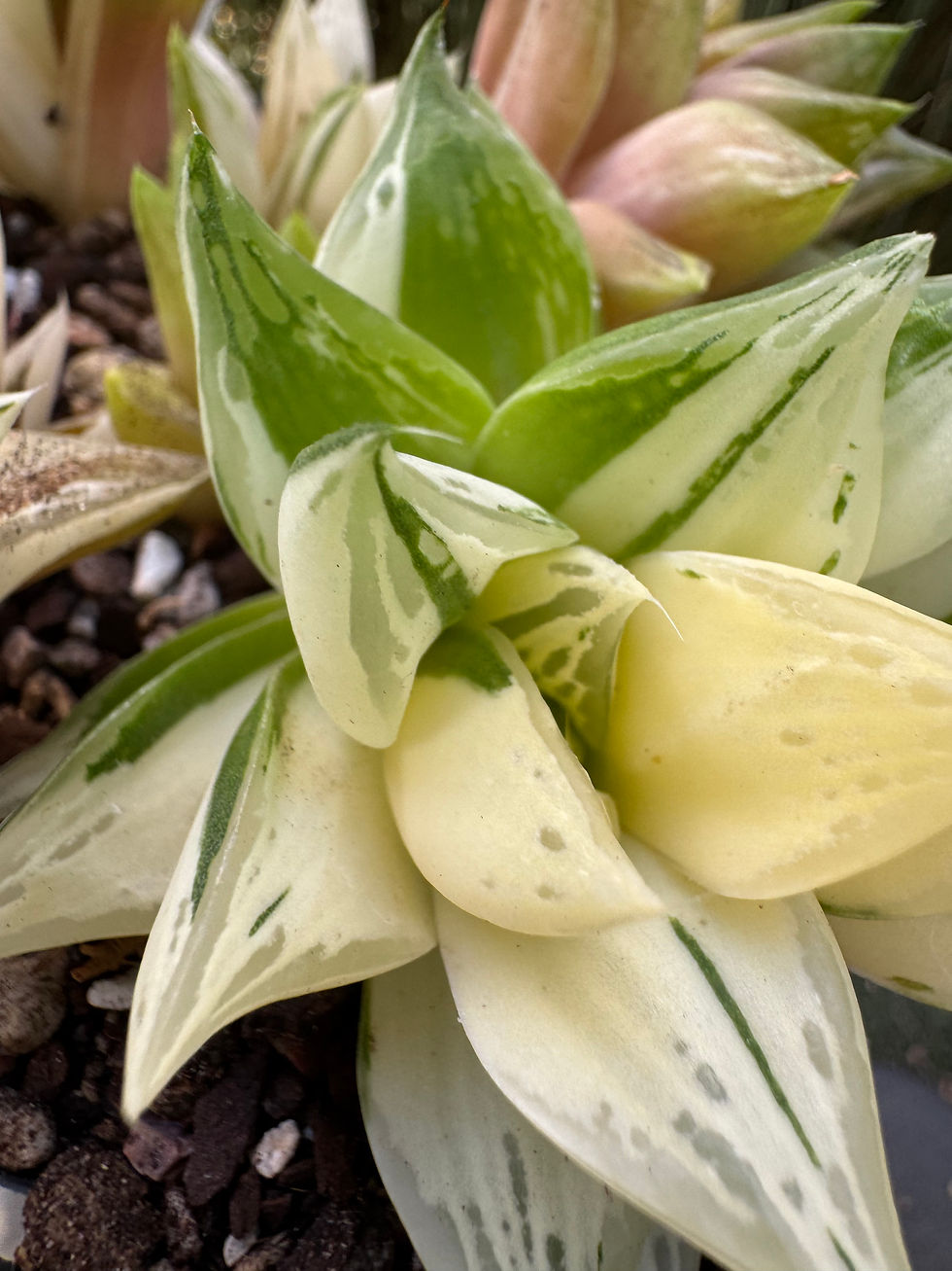 Thumbnail: Haworthia Cymbiformis var. Obtusa f. Variegata