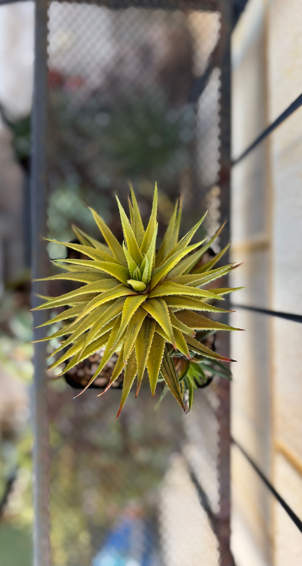 Thumbnail: Haworthia Pumila Variegata (aka Tulista Pumila Variegata)