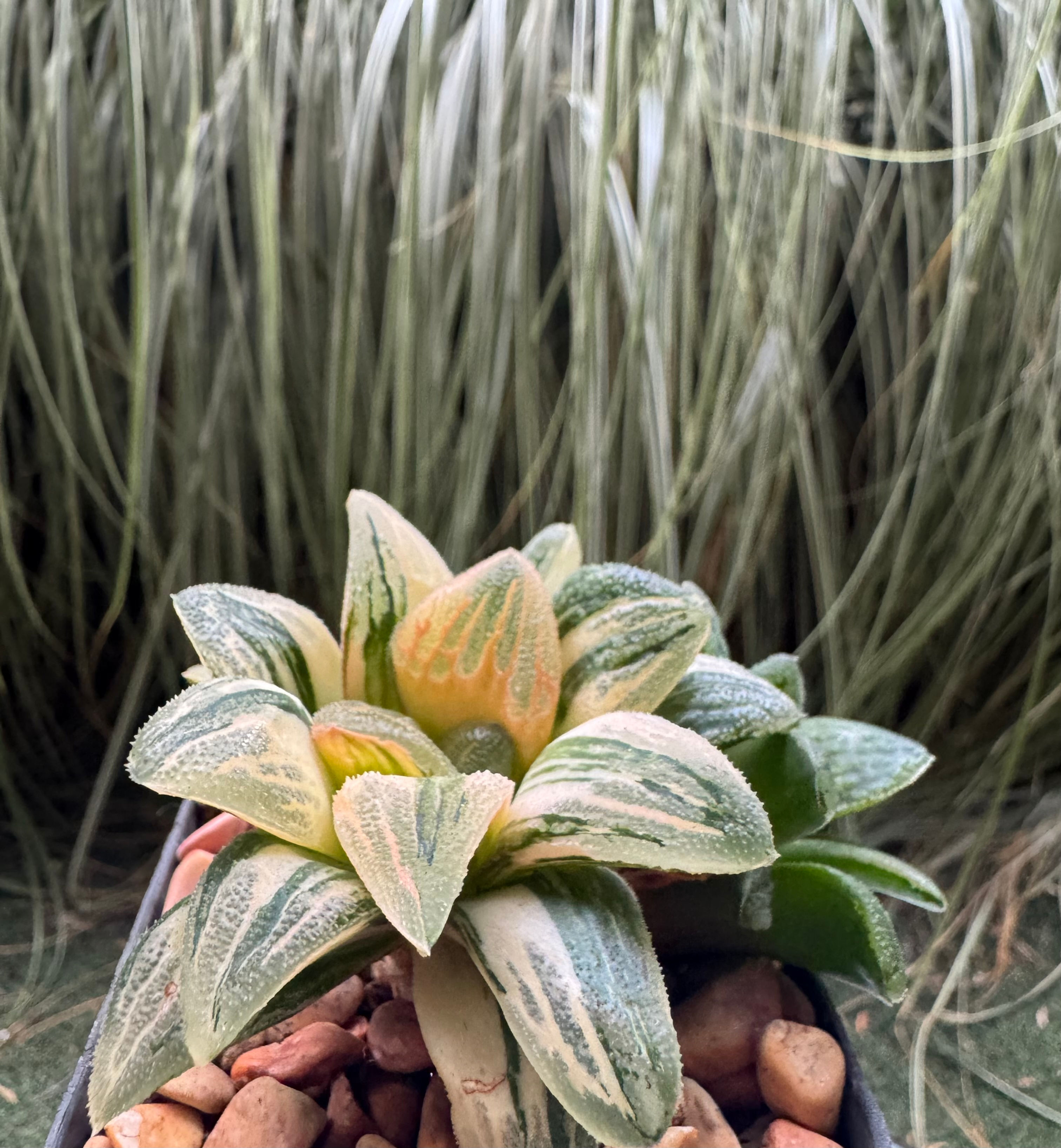 Haworthia Tiger Pygmea Variegated