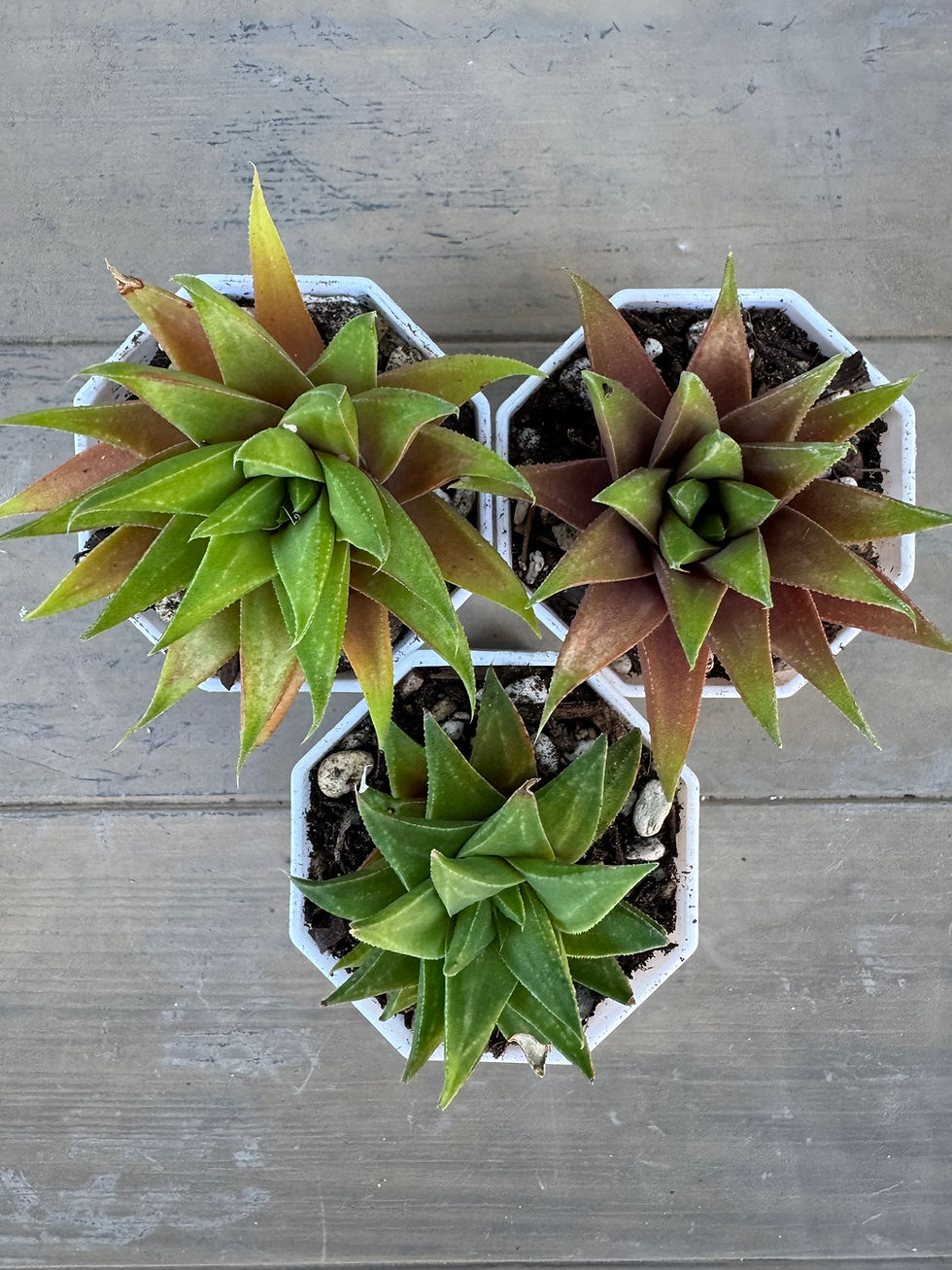 Thumbnail: Haworthia Attenuata 'Kermit'