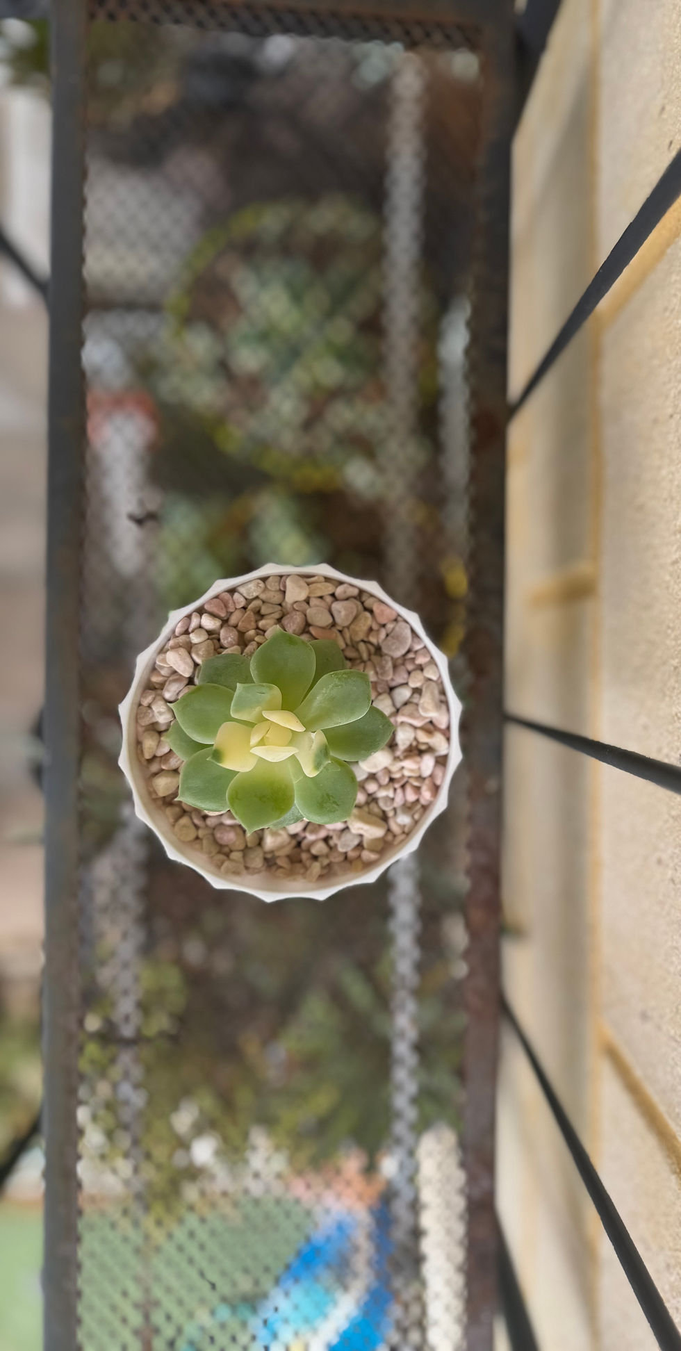 Thumbnail: Echeveria 'Solicens Variegata'