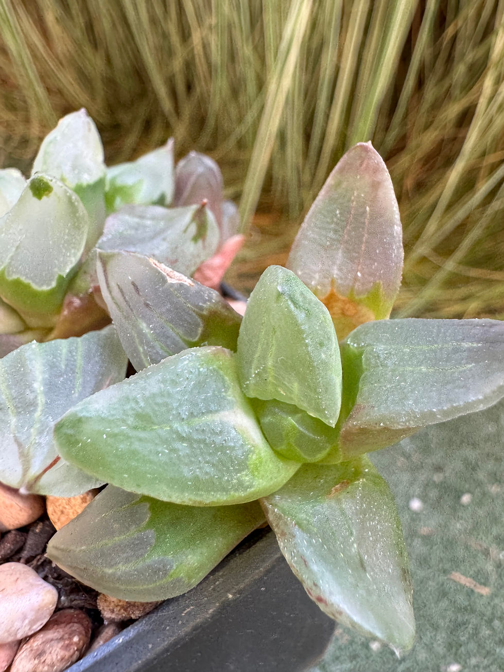 Thumbnail: Haworthia pygmaea 'Ice City'