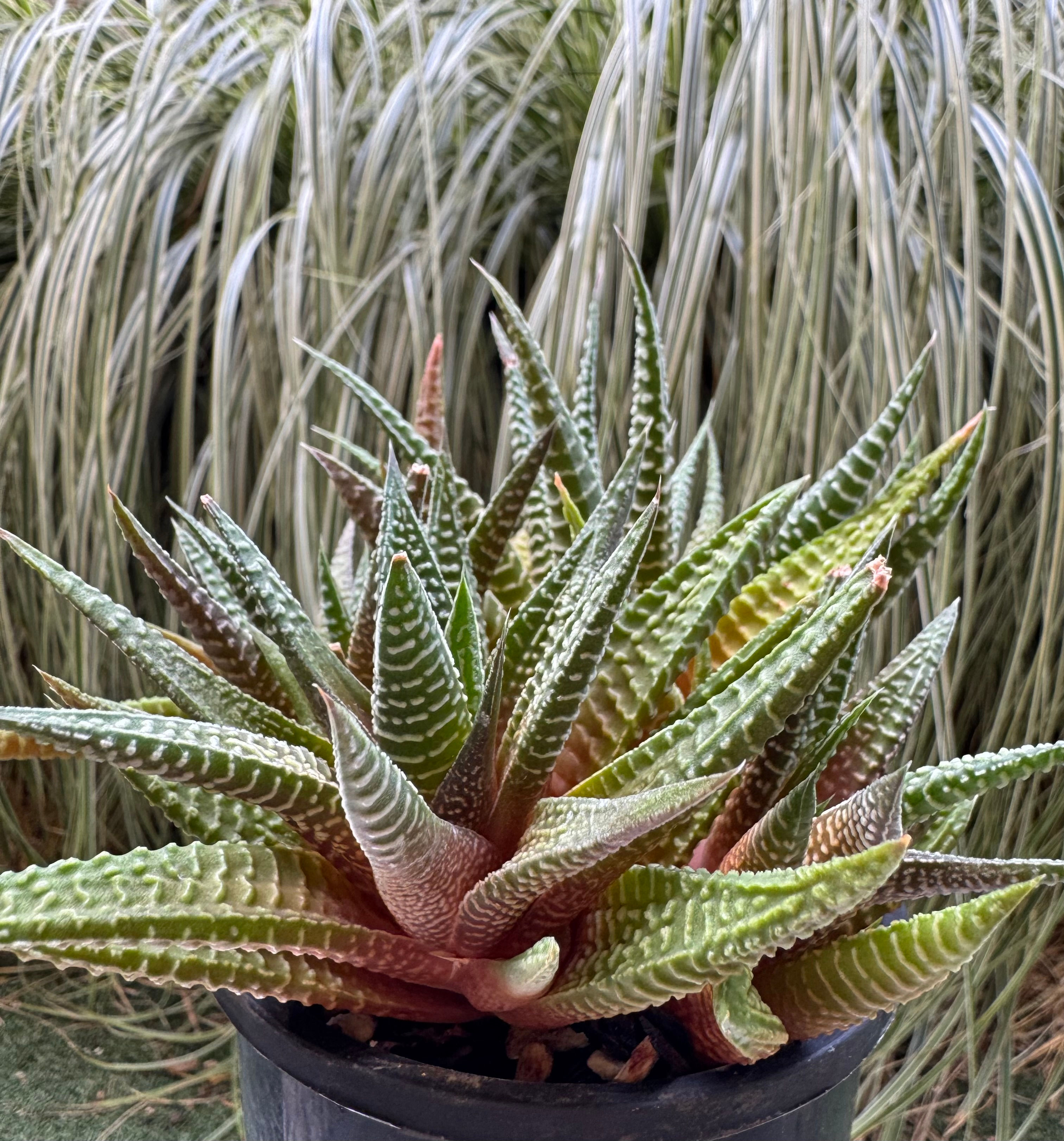 Haworthia Limifolia 'Spider White'