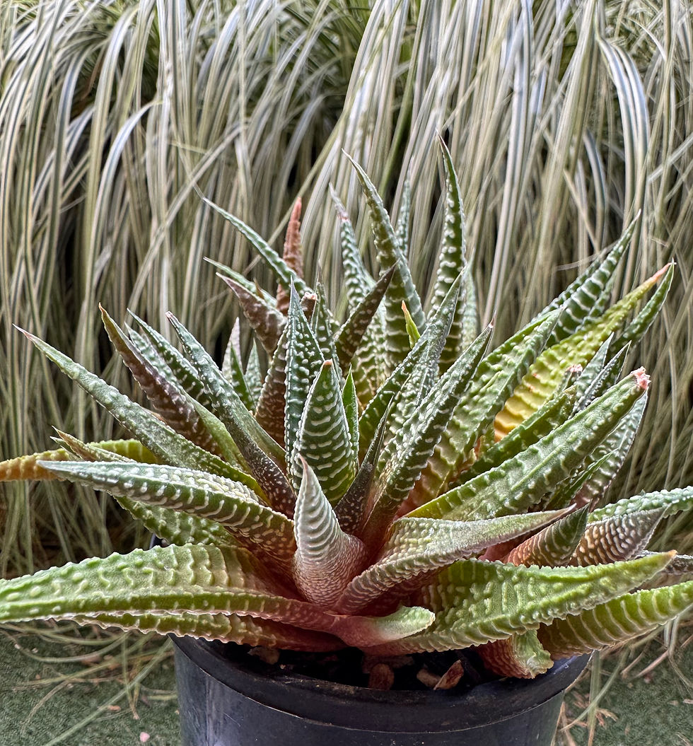 Thumbnail: Haworthia Limifolia 'Spider White'