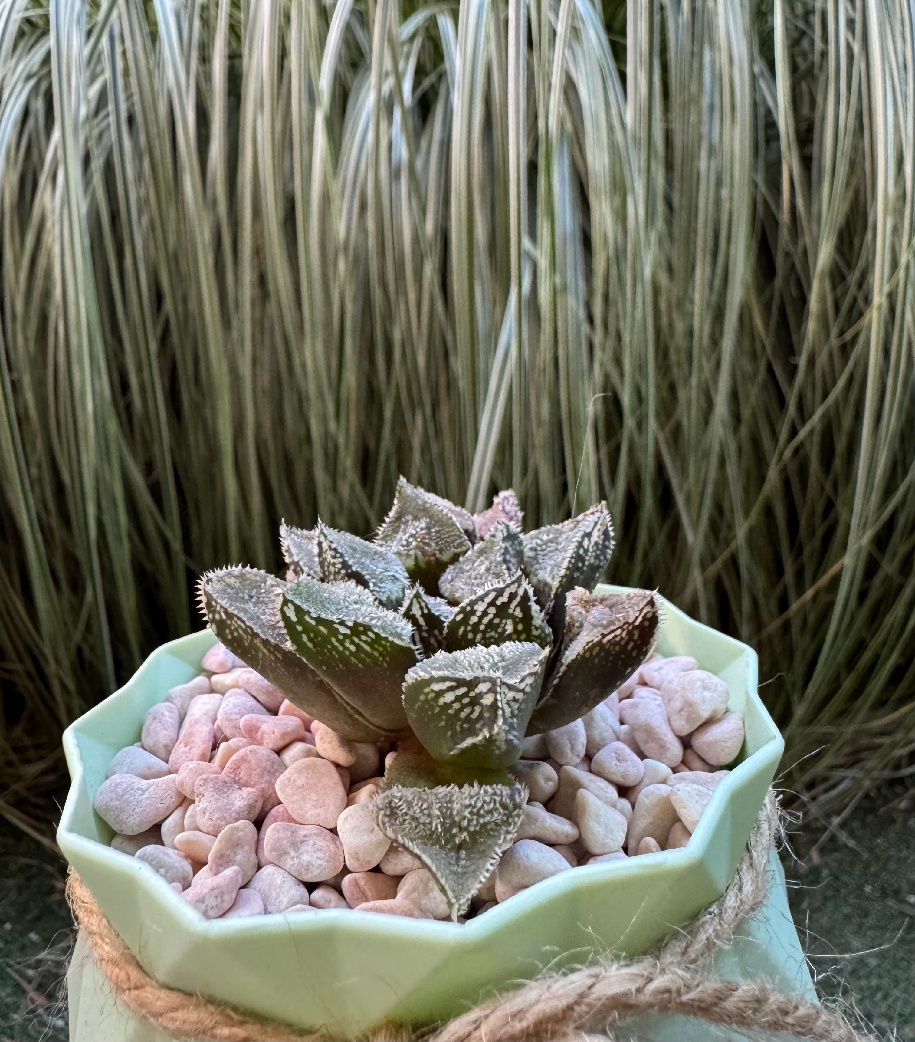 Haworthia 'Kegani' x 'Korizato'