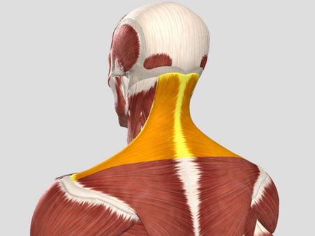 Mueve la caja torácica y estira