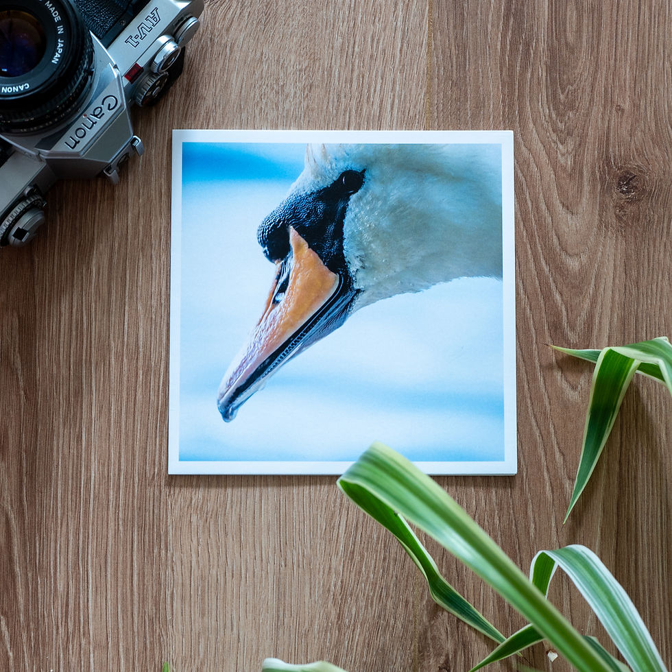 Thumbnail: Product photo of a Greeting Card with a photo of a Mute Swan.