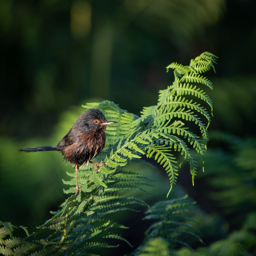 A Dartford Warbler sat on a fern at dawn.
