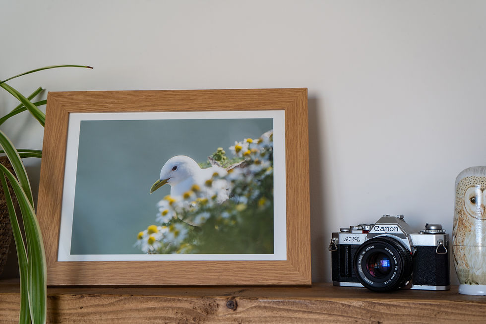 Thumbnail: Product photo of a print of a  Kittiwake amongst sea daisies framed.