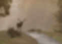 A photography of a red deer stag walking up a path in the dawn light in Richmond Park