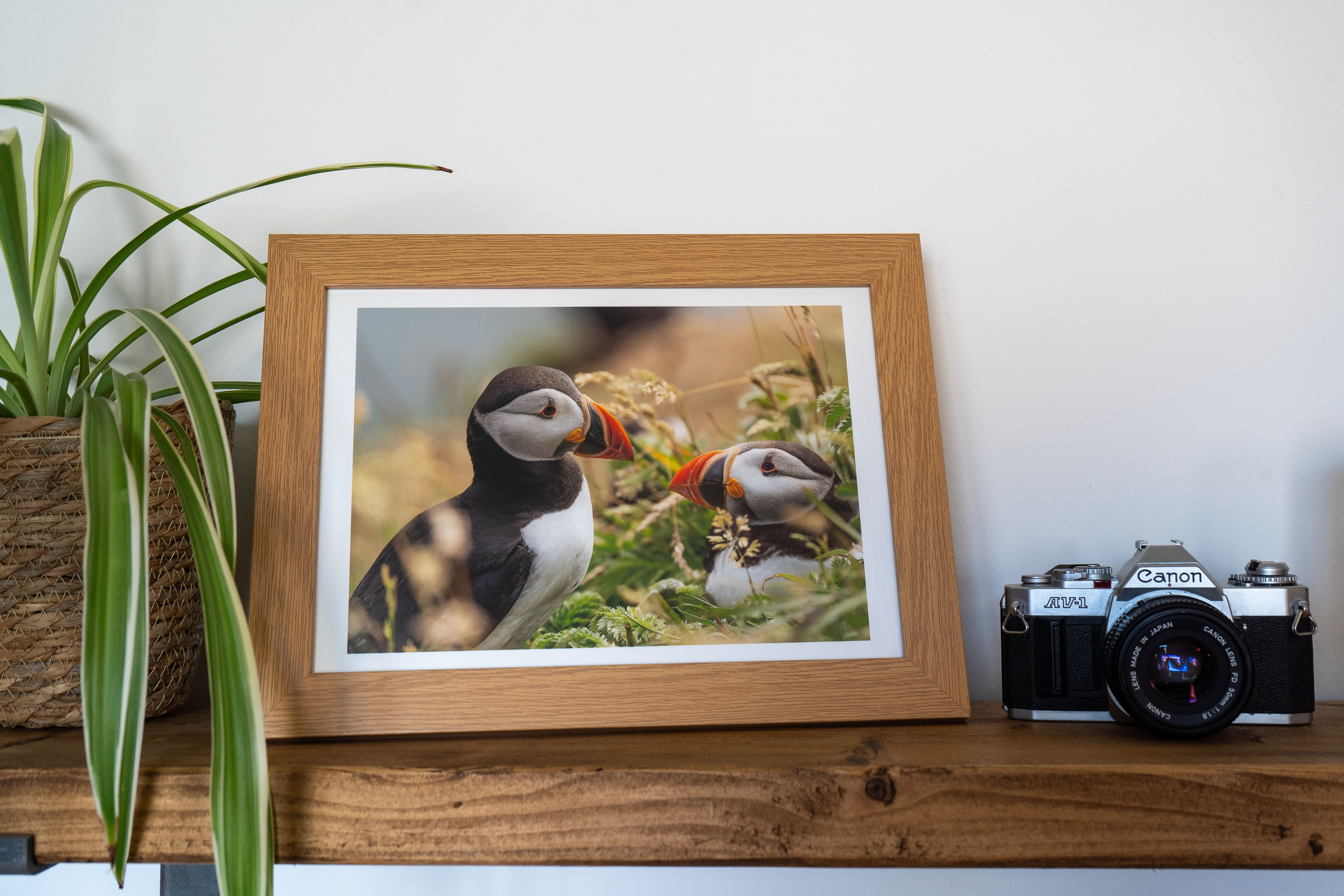 Product photo of a print of a  Puffin Pair framed.