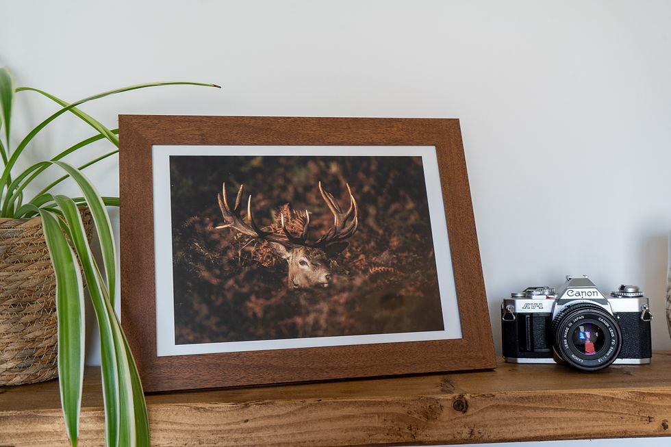 Thumbnail: Product photo of a print of a  Red Deer Stag surrounding by autumnal ferns framed.
