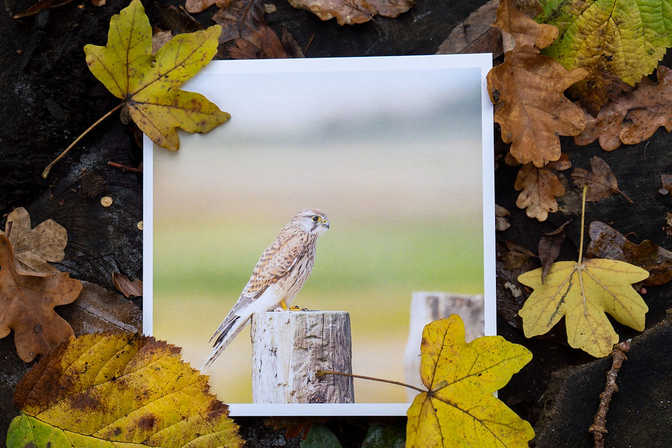 Thumbnail: Product photo of a Greeting Card with a photo of a Kestrel on a post.