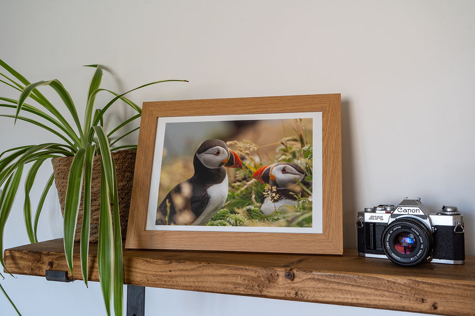 Thumbnail: Product photo of a print of a  Puffin Pair framed.