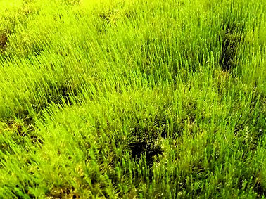Moss001.jpg