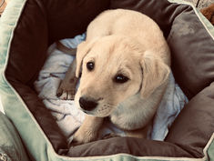 A Stray Dog Prayer