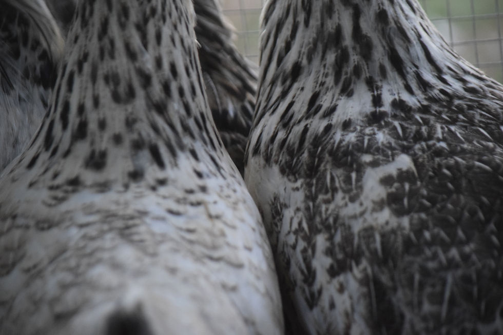 Thumbnail: Midnight Eggers ™️