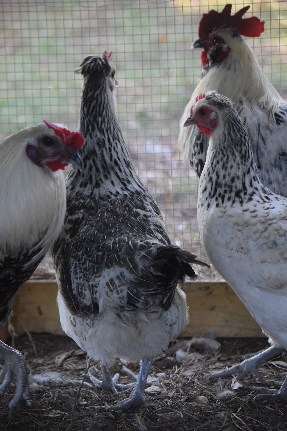 Thumbnail: Midnight Eggers ™️