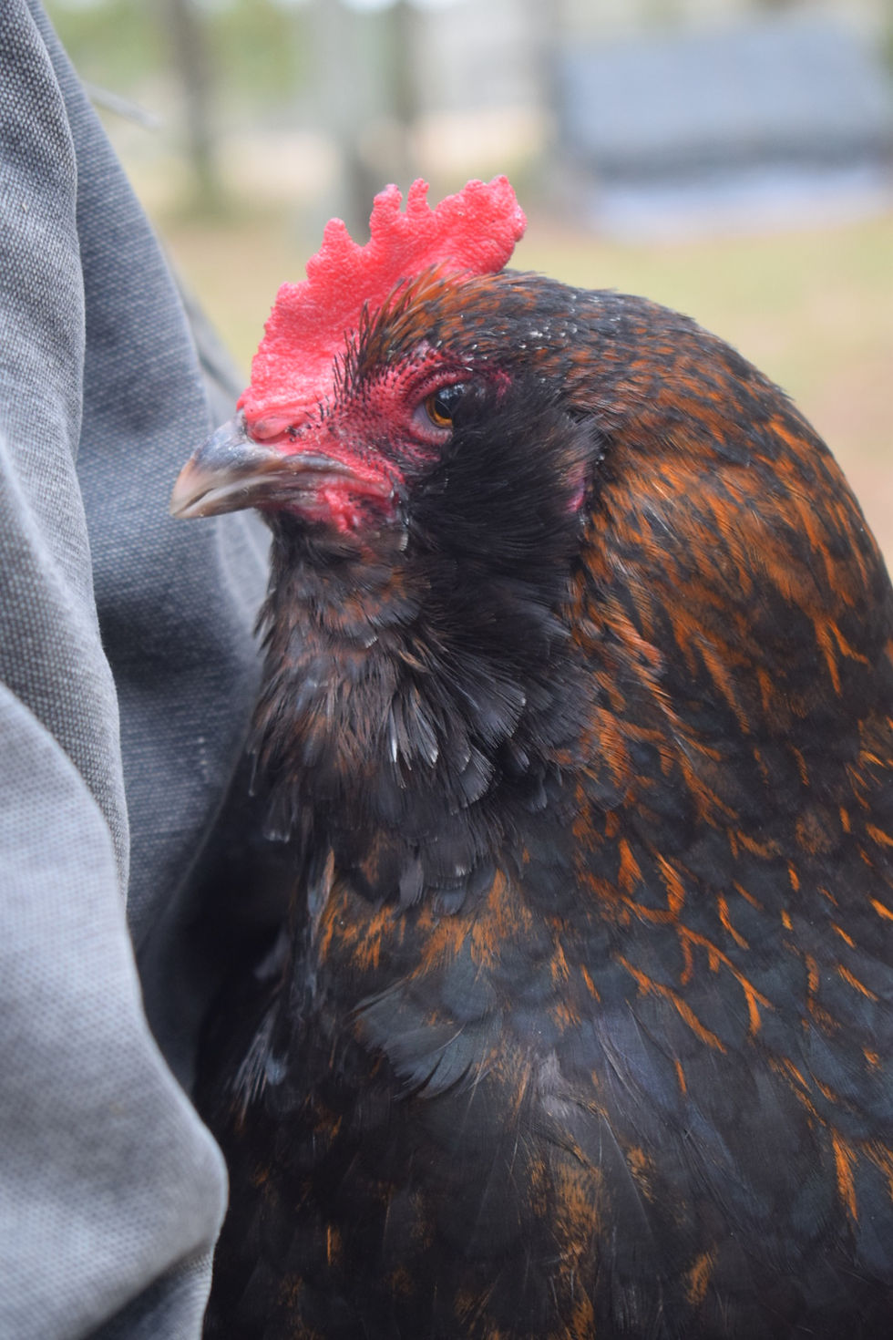 Thumbnail: Project Cross Pen Hatching Eggs 