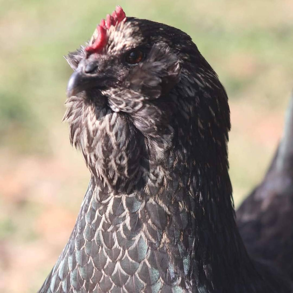 Thumbnail: Project Cross Pen Hatching Eggs 