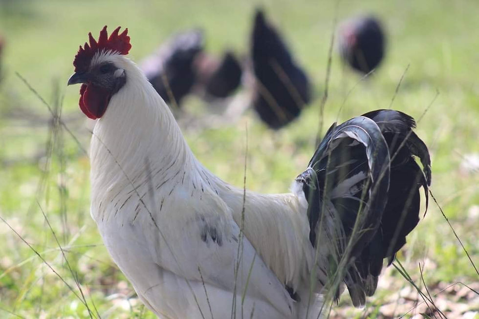 Thumbnail: Project Cross Pen 