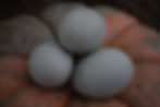 Thumbnail: Fibro Easter Egger Hatching Eggs