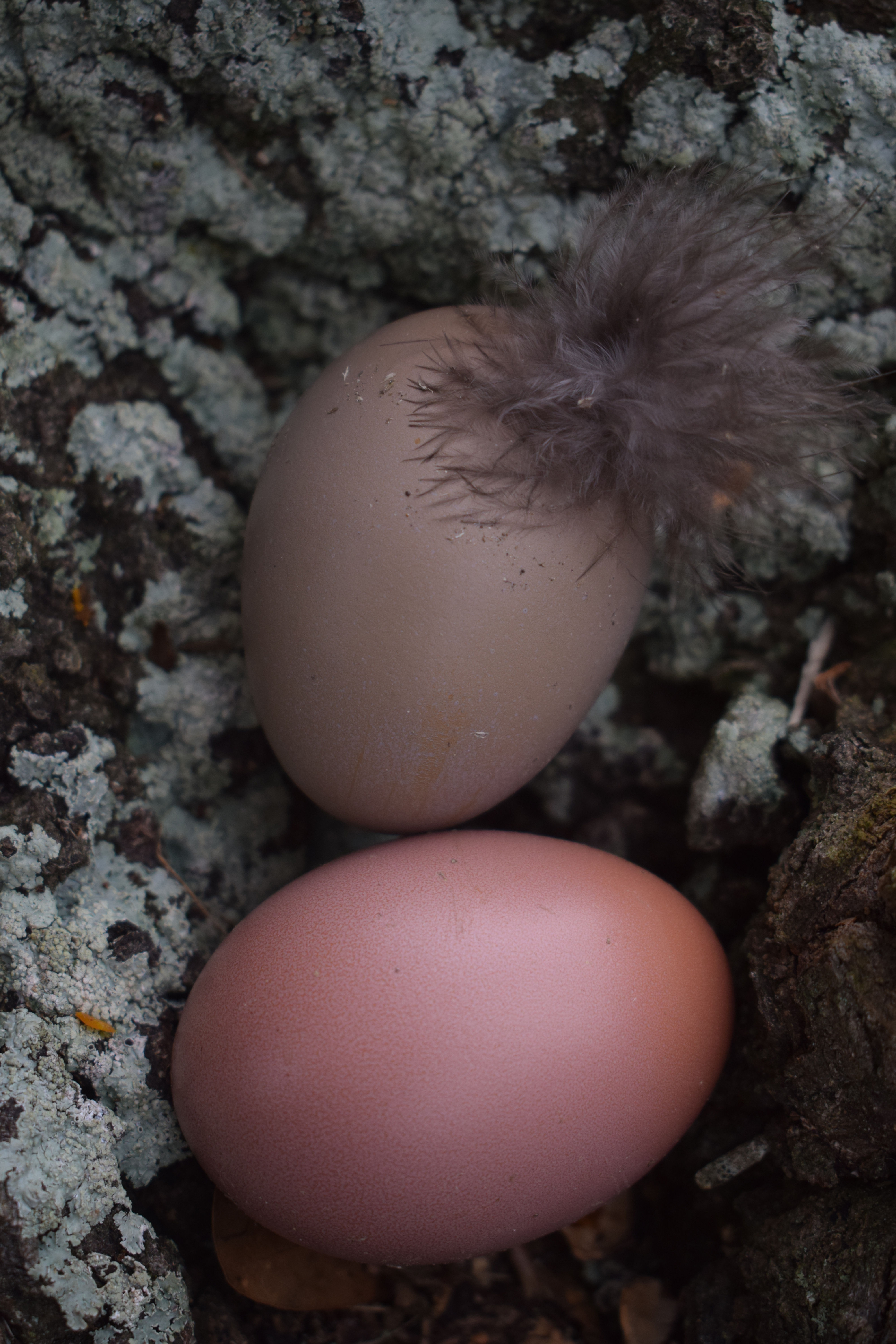 Bloomed Hatching Eggs