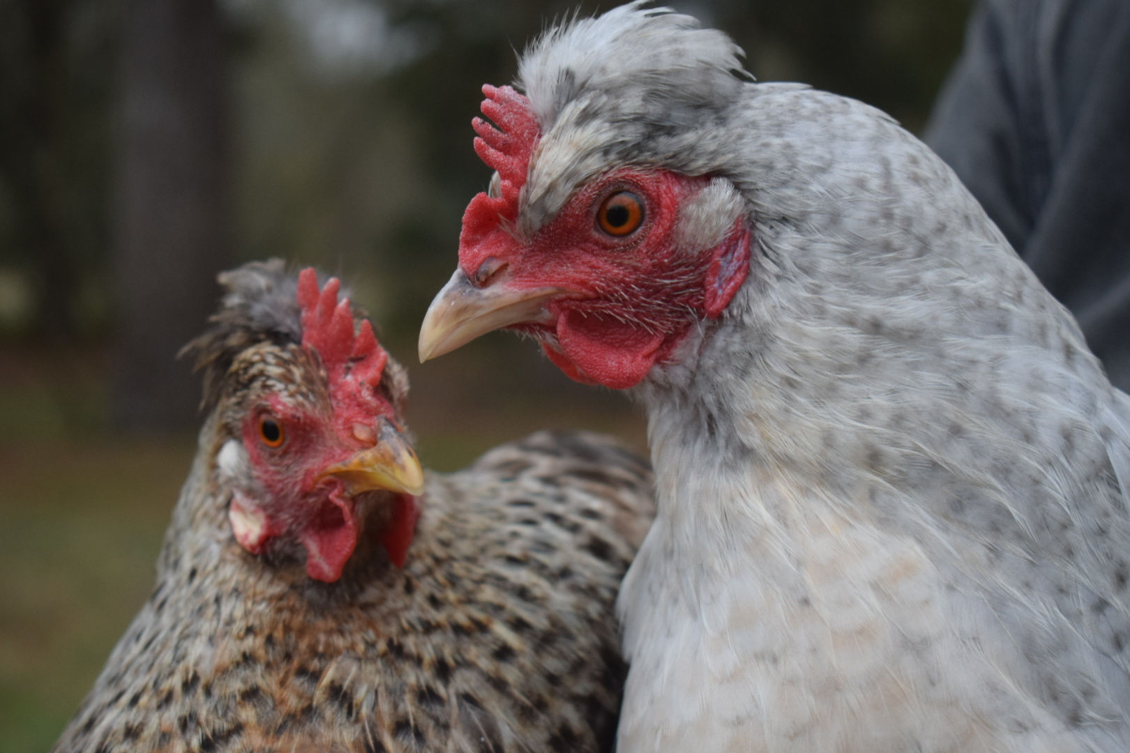 Opal/Split to Cream Legbar Hatching Eggs