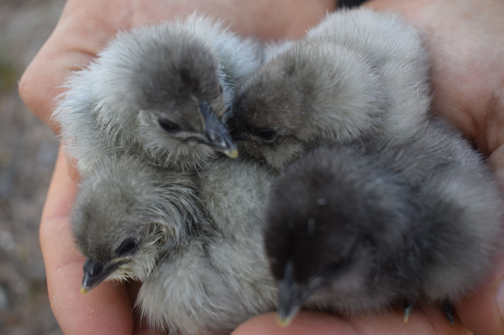 Thumbnail: Fibro Blue Easter Egger